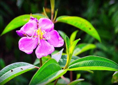 野牡丹什么时候开花花期多长时间 植物说