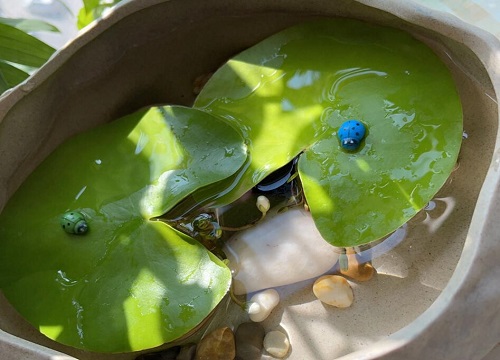 改善鱼缸水质最强的水生植物（净化水质的水养植物品种）