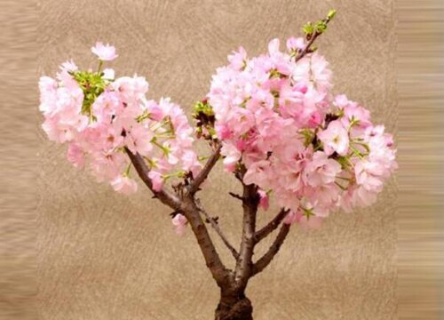 青岛樱花什么时候开花 一般开放时间几月份