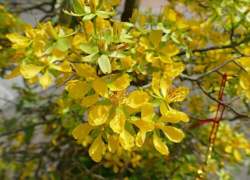 迎春花黄叶是怎么回事 常见的3种叶子发黄枯萎原因