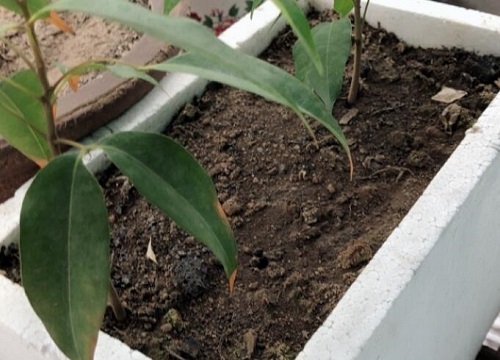 种花营养土怎么配 花卉营养土的配制方法