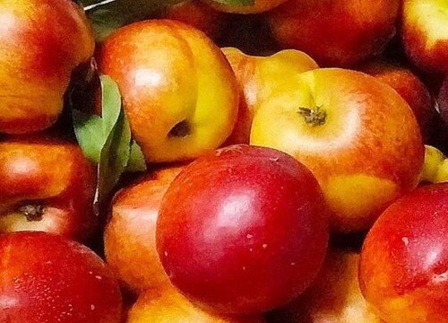 油桃哪个品种最好吃 目前口感最好的油桃品种介绍