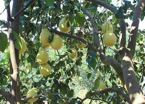 柚子什么时候上市 成熟季节是几月