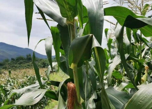 南方玉米一年可以种几次 生长期多少天