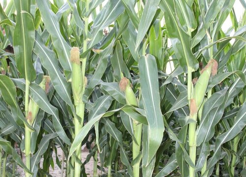 玉米施肥用什么肥料好 施肥时间和方法