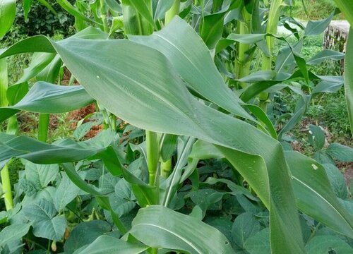 玉米的叶子像什么形状