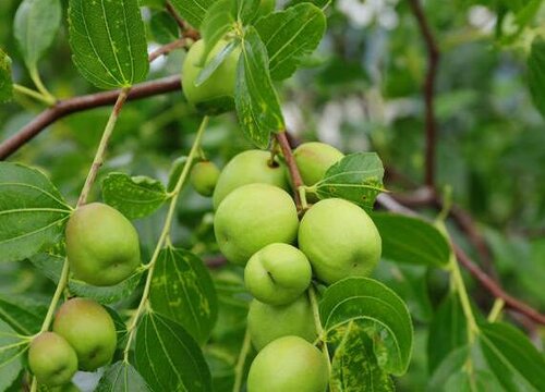 枣树适合种在院子里吗 适合种在庭院哪个位置