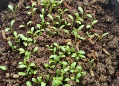 栀子花种子的种植方法和时间 幼苗的养殖方法