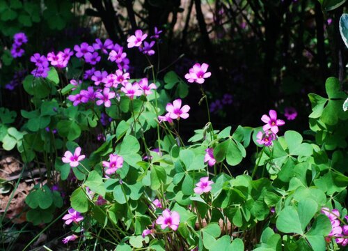 酢浆草寓意和花语紫叶和红花酢浆草象征什么寓意 植物说
