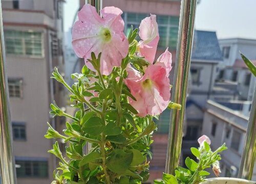 阳台花箱适合种什么花 四大经典阳台花箱栽种花卉