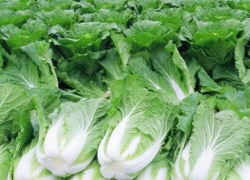 冬天十大耐储存蔬菜排行榜（无冰箱常温下易储存的蔬菜）