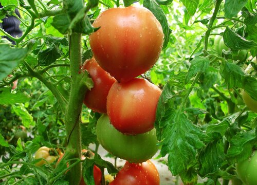 番茄什么季节种植最好 西红柿的种植方法和过程