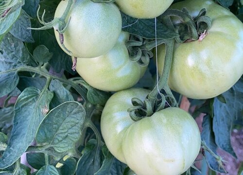 番茄几天发芽出苗 种子催芽方法与播种要点