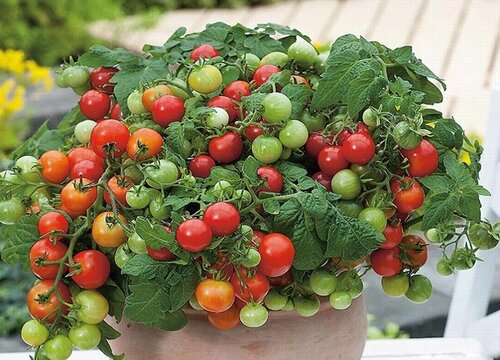番茄种植方法步骤 西红柿的栽培技术