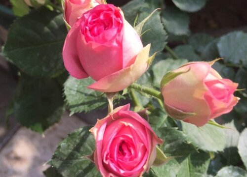 玫瑰花喜欢太阳吗