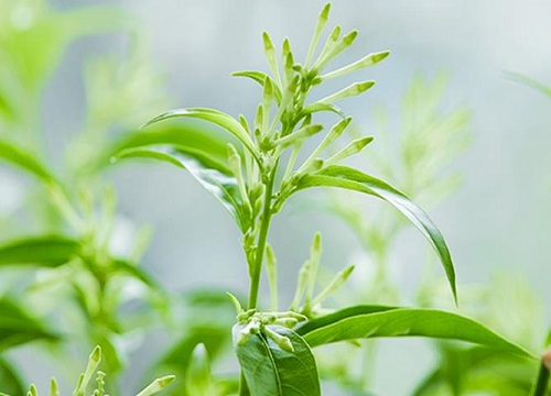 夜来香花期是什么时候 植物说