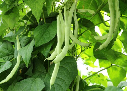 芸豆种植时间和方法