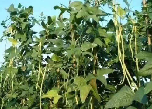 长豇豆种植时间和方法