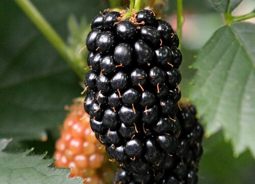 黑莓几年结果实 种多久开花结果
