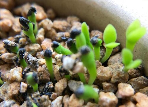 一般种植火龙果种子都会选择在初春3月到4月左右进行,因为这个时候的