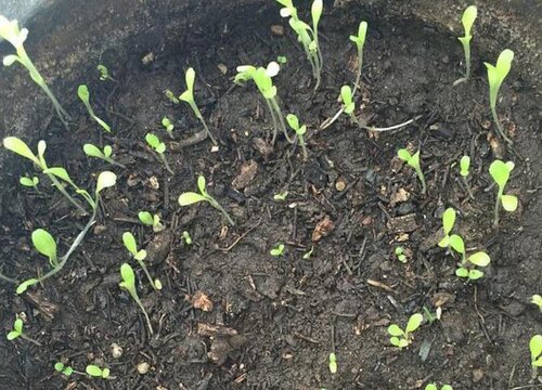 辣椒几天发芽出苗 种子发芽出苗需多少天