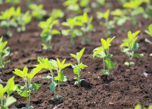 毛豆底肥施什么肥 种毛豆用什么肥料好