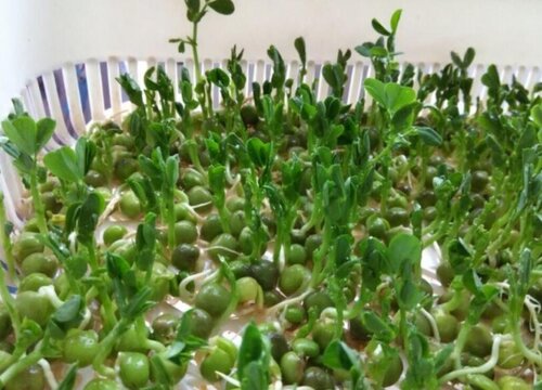 豌豆尖的种植方法和时间 栽种方法（详细介绍）