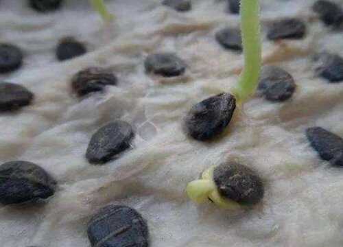 西瓜种子怎么发芽快 种子催芽与发芽步骤