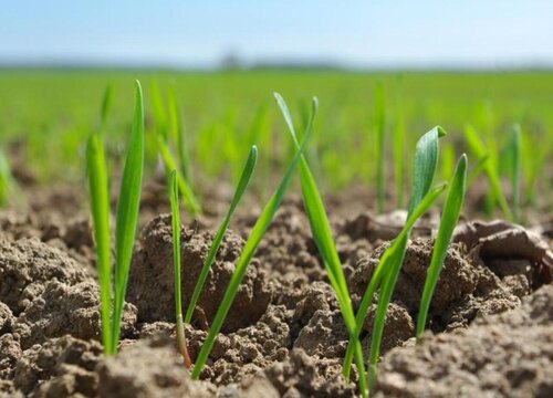 小麦种植时间和方法 栽培管理技术要点