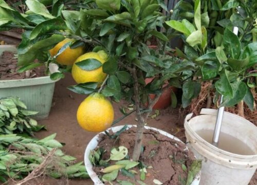 家庭如何养殖盆栽袋袋橘才能收获累累硕果