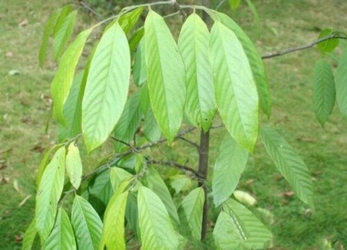 箭毒木是什么树 属于桑科植物