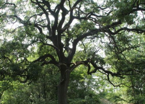 栎树是什么树种 长什么样子