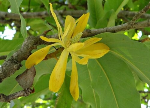 香兰树是什么树种长什么样子