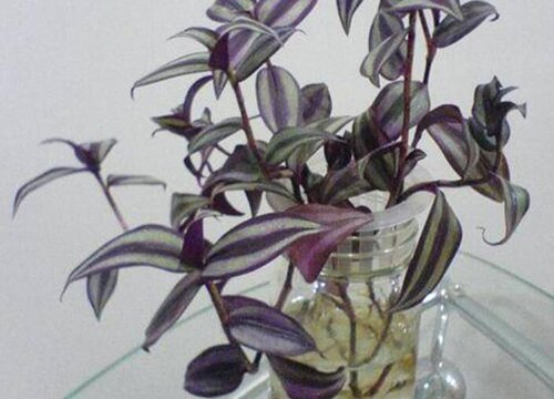 紫叶吊兰怎么养护才能长得瀑布般茂盛