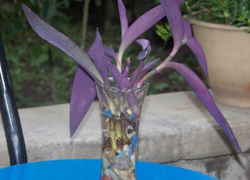 紫叶吊兰可以水培吗 水里栽培方法与要点