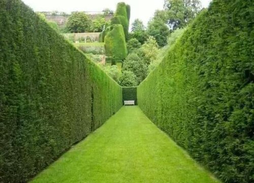 绿篱是乔木还是灌木植物
