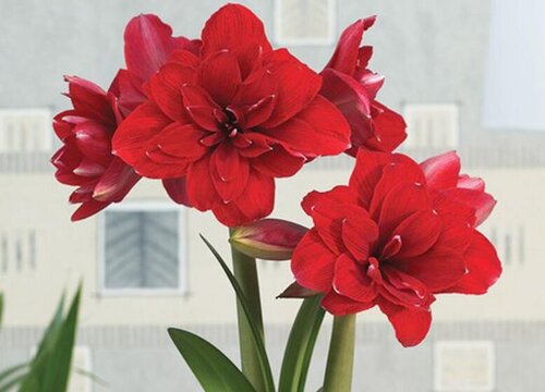 推荐一款养花爱好者的必养之花--朱顶红