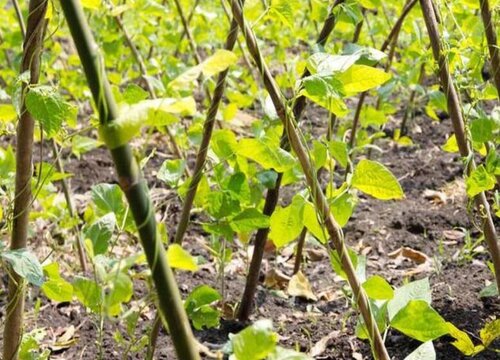 地豆角种植时间和方法