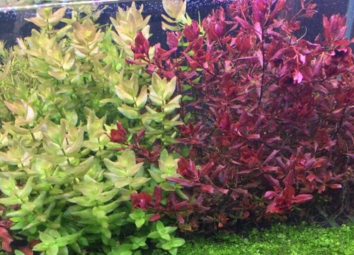 虎耳水草好养吗养殖方法和注意事项 植物说