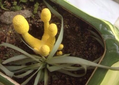 花盆里为什么会长黄白色的菌类