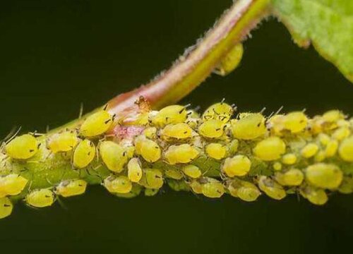 花卉长新芽染上蚜虫和白粉虱的防治技巧