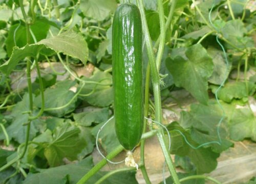 黄瓜种植温度多少合适 适宜生长温度与栽种季节