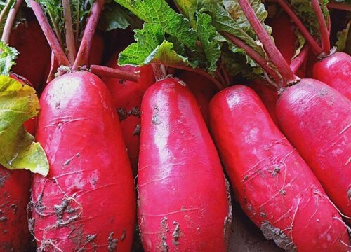 红皮萝卜的种植方法和时间 几月份种植好
