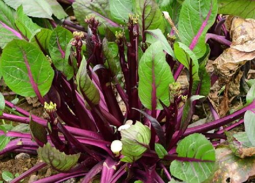 花叶苔菜种植时间和方法