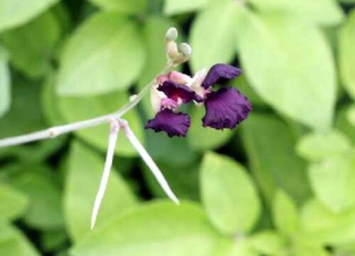 紫花饭豆种植时间和方法