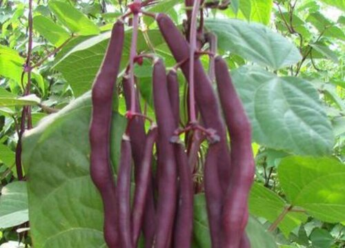 紫架豆种植时间和方法
