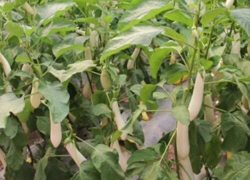 白茄子种植时间和方法 栽培技术及注意事项