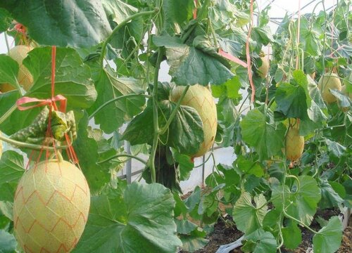 哈蜜瓜种植时间和方法 种植技术与栽培方法