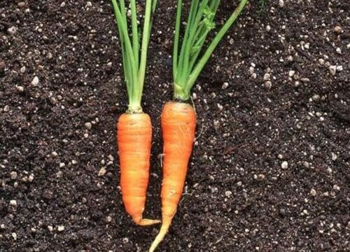 胡萝卜一年四季都有吗 初夏秋三个季节都可种植