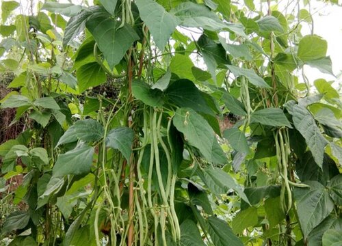 架豆王种植时间和方法 在什么时候种植好